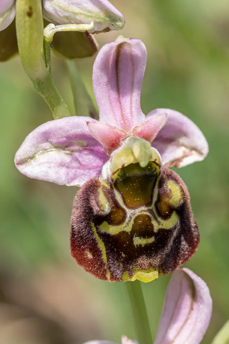 Gewöhnliche Hummel-Ragwurz (Ophrys holosericea) [1]